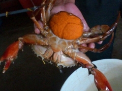 CRAB HATCHERY IN THE CENTRAL COASTAL PROVINCE IN VIETNAM