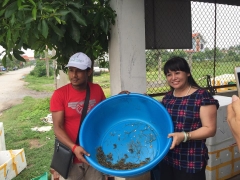 Harvesting crab incubation on june 6, 2016