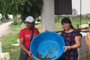 Harvesting crab incubation on june 6, 2016