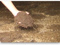 Raising earth worm (Perionyx excavatus) to make microbial fertilizer and food for livestock and use local resources which are abundant in the rural areas.