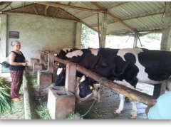  Dairy cow techniques